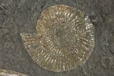 Plate Of Pyritized Ammonite Fossils - Posidonia Shale, Germany #192188-2